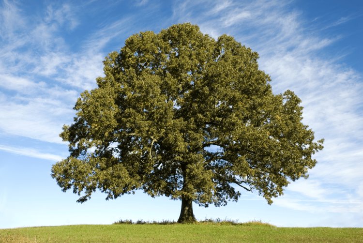 Image of a famous tree in the UK the Bowthorpe-Oak tree.
