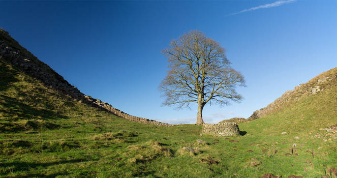 Image of a famous tree known as the sycamore gap tree on the Hadrian wall.